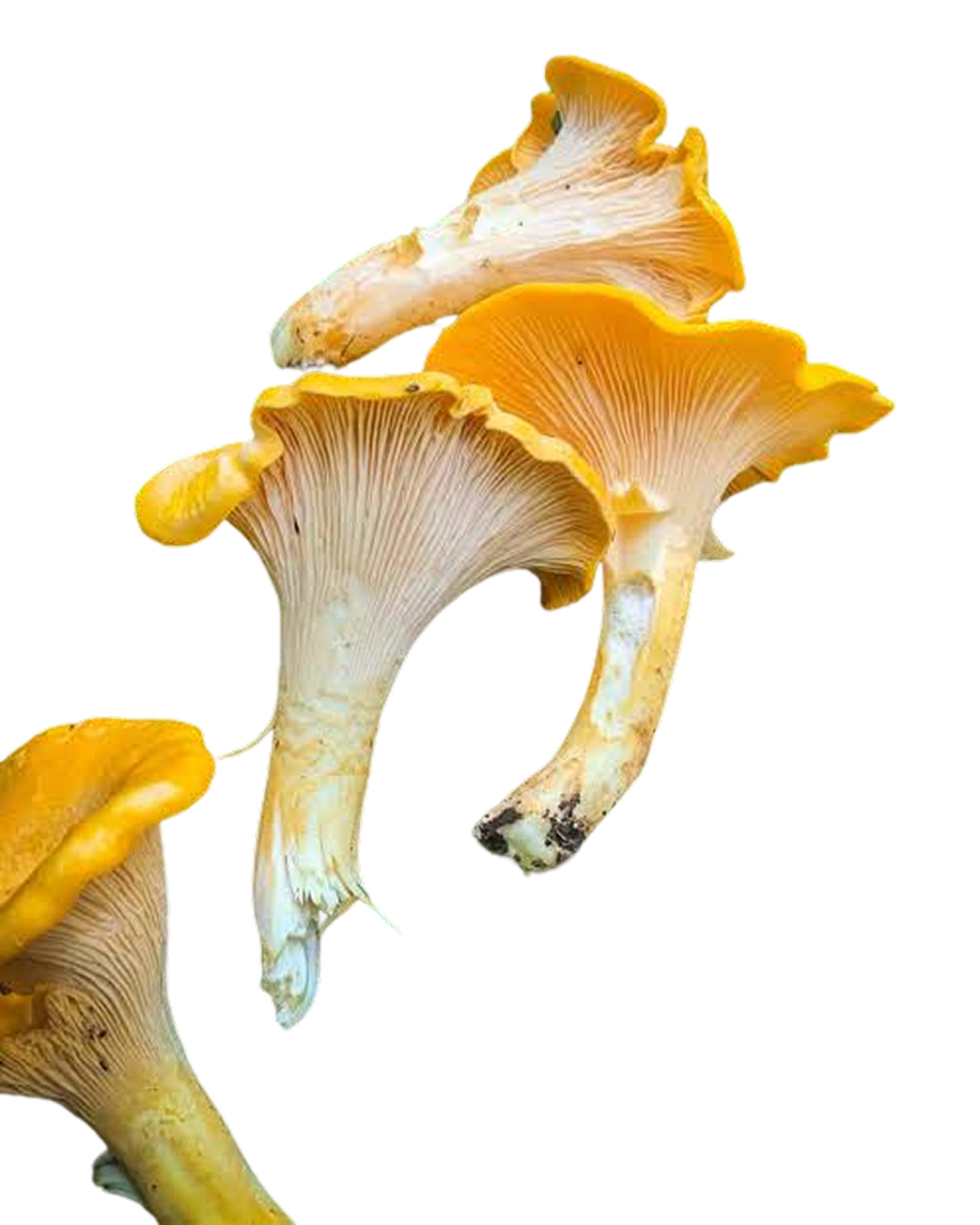 Foraging