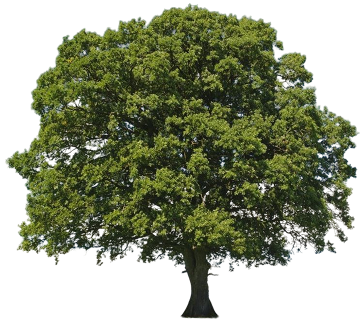 Trees